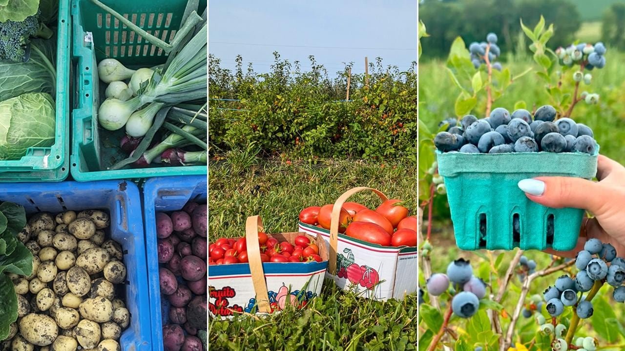 Left: aerial view of crates filled with freshly harvested root vegetables; center: two boxes of tomatoes placed in a garden; right: a hand holding a pint of blueberries in front of blueberry bushes.