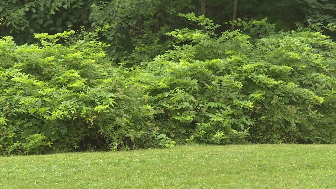 a large rose bush